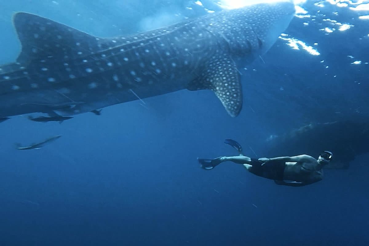 A snorkeler swimming beside a whale shark