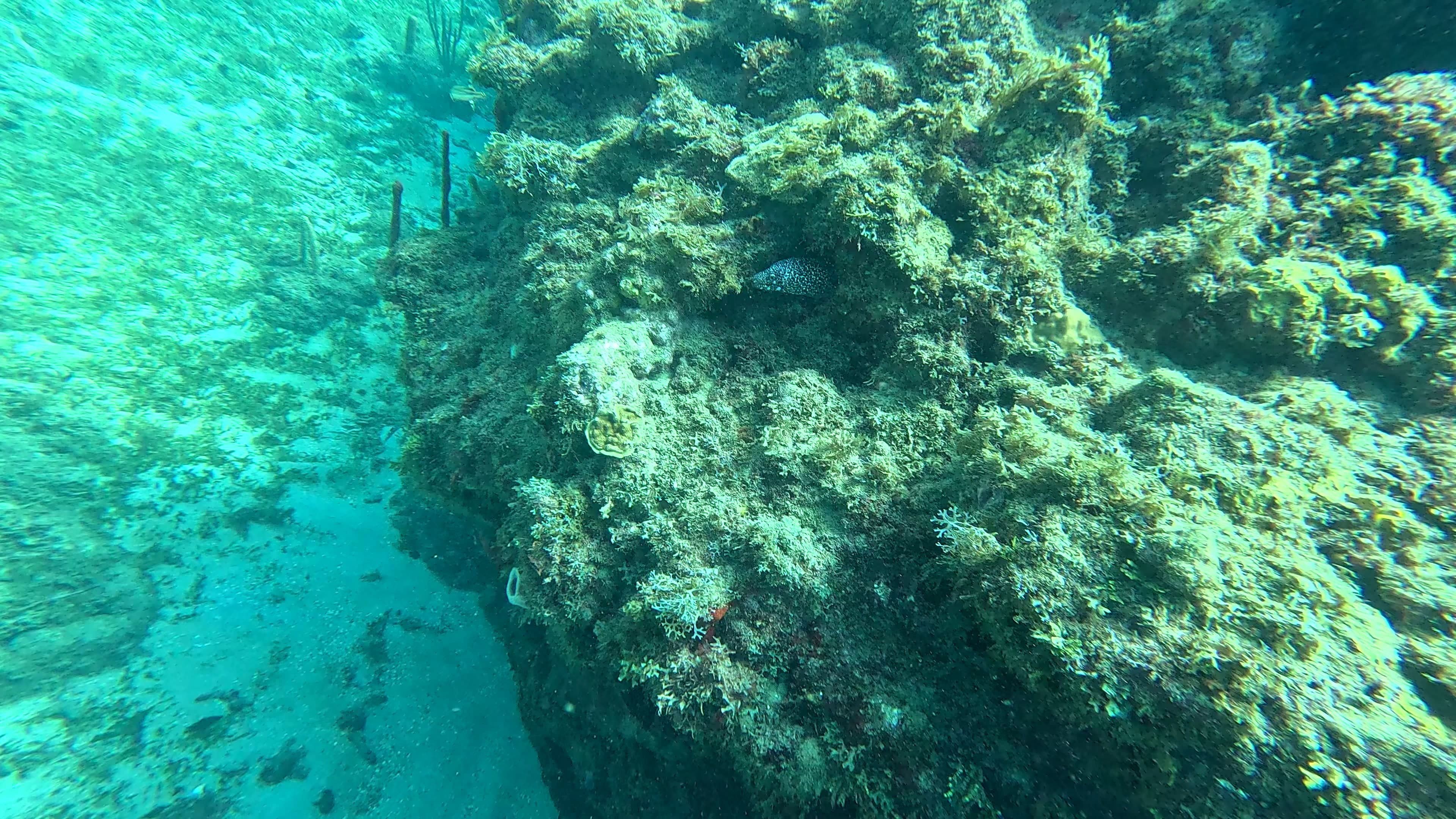Underwater reef scene